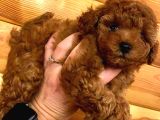 Secereli̇ Teacup Poodle Yavrulari