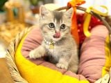 Süper Kali̇te Bri̇ti̇sh Shorthai̇r Bebekleri̇mi̇z