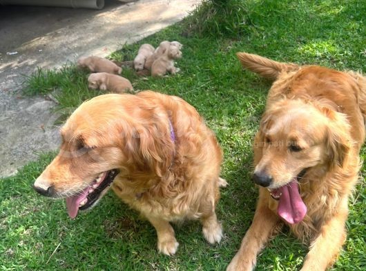 Baby Face Golden Yavrularımız görsel