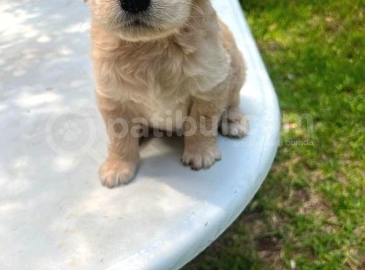 Baby Face Golden Yavrularımız