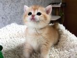 A Kalite Safkan Bri̇ti̇sh Shorthai̇r Golden  Yavrular