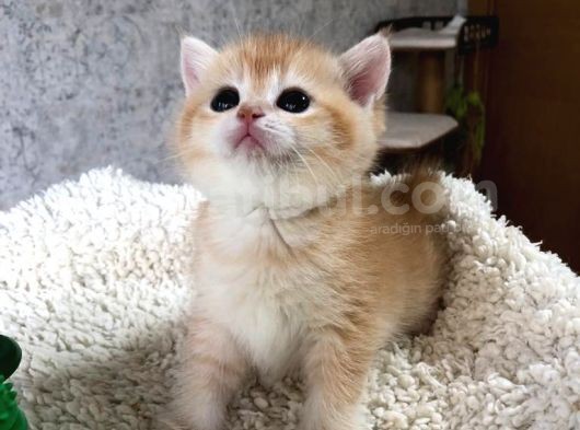 A Kalite Safkan Bri̇ti̇sh Shorthai̇r Golden  Yavrular görsel