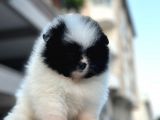 Bir panda mi dedi