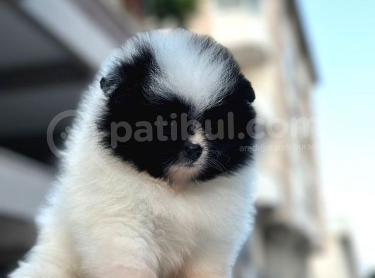 Bir Panda Mi Dedi