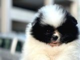 Bir Panda Mi Dedi
