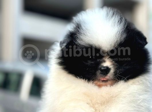 Bir Panda Mi Dedi görsel