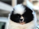 Bir Panda Mi Dedi