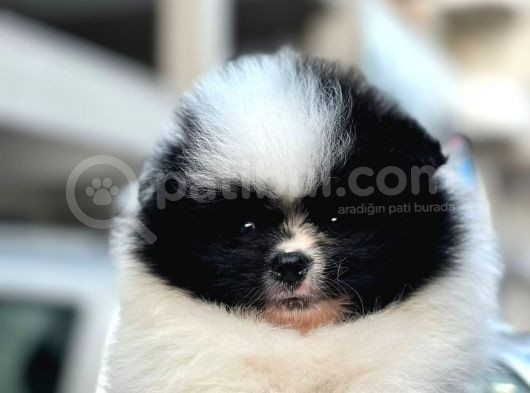 Bir Panda Mi Dedi görsel