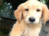 Baby Face Golden Yavrularımız