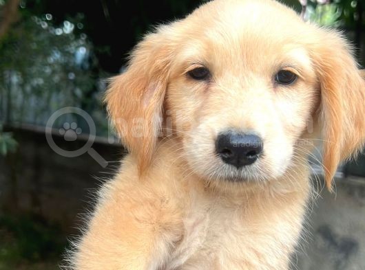 Baby Face Golden Yavrularımız görsel