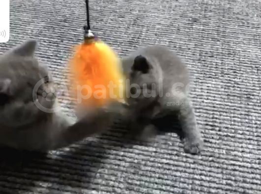 Orjinal Britsh Shorthair görsel