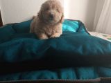 Maltipoo Yavrularım