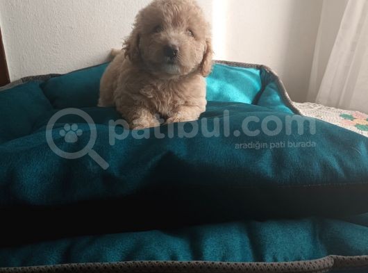 Maltipoo Yavrularım görsel