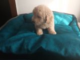 Maltipoo Yavrularım