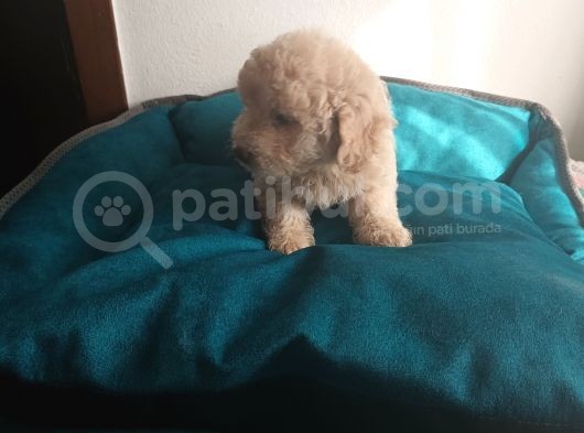 Maltipoo Yavrularım görsel