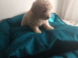 Maltipoo Yavrularım