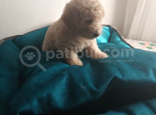 Maltipoo Yavrularım görsel