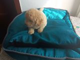 Maltipoo Yavrularım