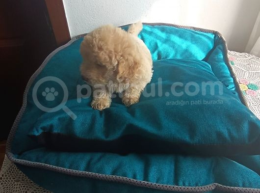 Maltipoo Yavrularım görsel