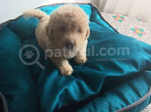 Maltipoo Yavrularım