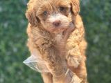Güzeller güzeli maltipoo yavrum