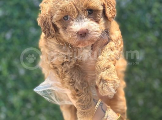 Güzeller Güzeli Maltipoo Yavrum