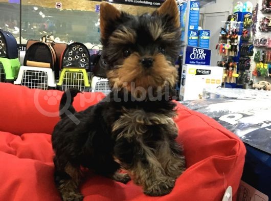 Safk Irk Yorkshire Yavrularimiz Torium Vonalp Pet Sube Garantisiyle