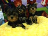 YORKSHIRE TERRIER BEBEKLER VONALP PET GARANTISIYLE
