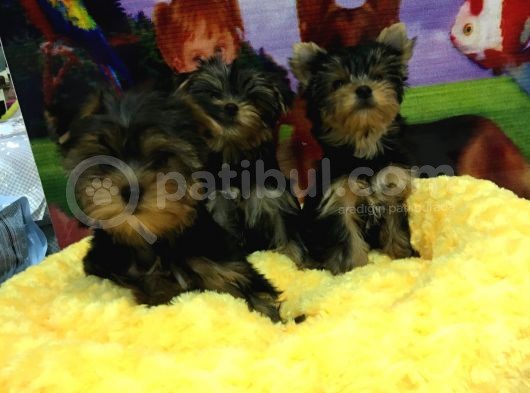 Yorkshire Terrier Bebekler Vonalp Pet Garantisiyle