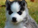 SİBİRYA KURDU HUSKY YAVRULARIMIZ