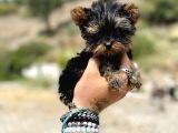 Micro Teacup Yorkshire Terrier Oğlumuz