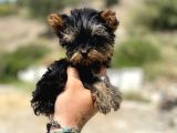 Micro Teacup Yorkshire Terrier Oğlumuz