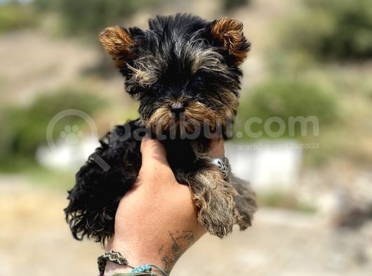 Micro Teacup Yorkshire Terrier Oğlumuz görsel