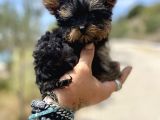 Micro Teacup Yorkshire Terrier Oğlumuz