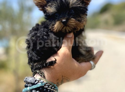 Micro Teacup Yorkshire Terrier Oğlumuz görsel
