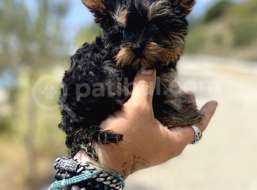 Micro Teacup Yorkshire Terrier Oğlumuz görsel