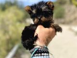 Micro Teacup Yorkshire Terrier Oğlumuz