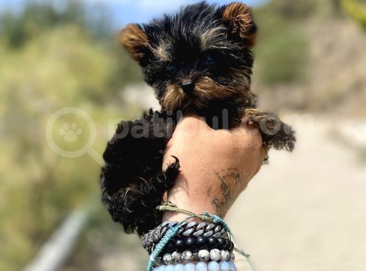 Micro Teacup Yorkshire Terrier Oğlumuz görsel