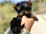 Micro Teacup Yorkshire Terrier Oğlumuz