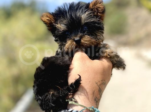 Micro Teacup Yorkshire Terrier Oğlumuz görsel