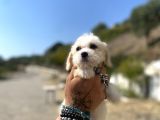 0 No Maltipoo Kızımız