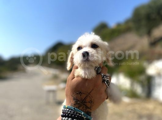 0 No Maltipoo Kızımız görsel