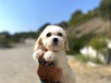 0 No Maltipoo Kızımız