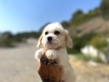 0 No Maltipoo Kızımız
