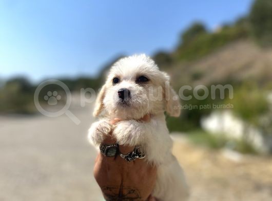 0 No Maltipoo Kızımız görsel