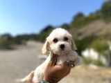 0 No Maltipoo Kızımız