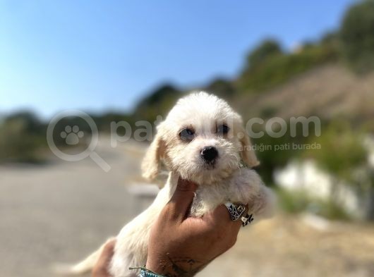 0 No Maltipoo Kızımız görsel