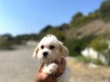 0 No Maltipoo Kızımız