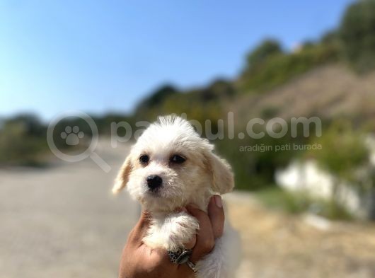 0 No Maltipoo Kızımız görsel