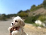 0 No Maltipoo Kızımız